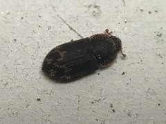 Eucicones marginalis
