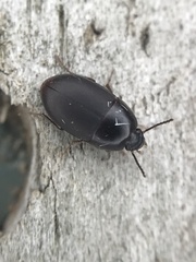 Gondwanocrypticus platensis