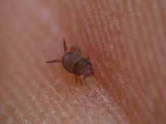 Myrmecophilidae