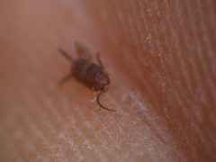Myrmecophilidae