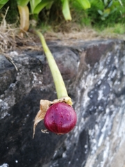Hippeastrum reticulatum