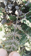 Cheilanthes eckloniana