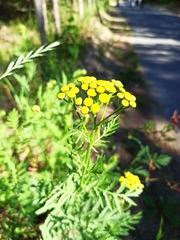 Tanacetum vulgare