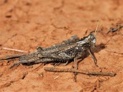 Macrolopholia