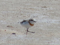 Charadrius pallidus pallidus