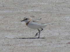 Charadrius pallidus pallidus