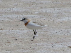 Charadrius pallidus pallidus