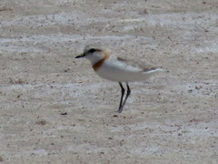 Charadrius pallidus pallidus