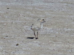 Charadrius pallidus pallidus