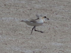Charadrius pallidus pallidus