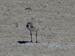 Charadrius pallidus pallidus