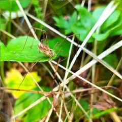 Mitopus morio