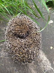 Erinaceus roumanicus