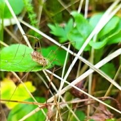 Mitopus morio