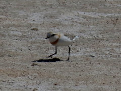 Charadrius pallidus pallidus