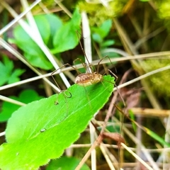 Mitopus morio