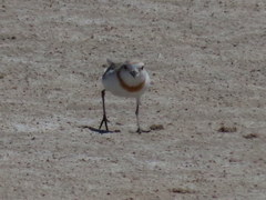 Charadrius pallidus pallidus