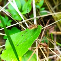 Mitopus morio