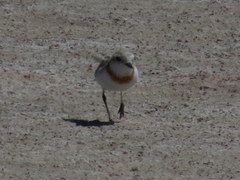 Charadrius pallidus pallidus