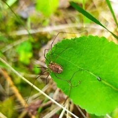 Mitopus morio