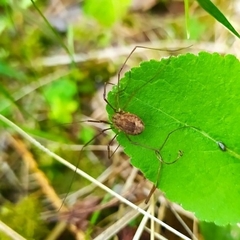 Mitopus morio
