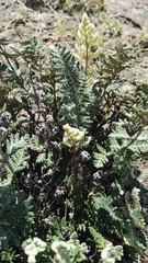 Cheilanthes eckloniana