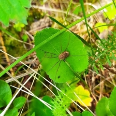 Mitopus morio