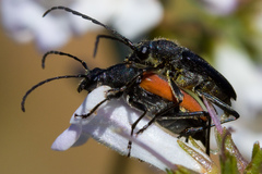 Anastrangalia laetifica