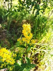 Solidago virgaurea