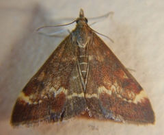 Pyrausta nicalis