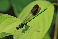 Calopteryx aequabilis