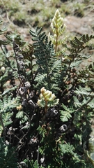 Cheilanthes eckloniana