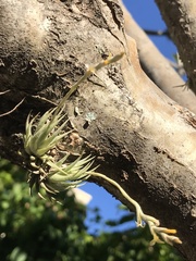 Tillandsia loliacea