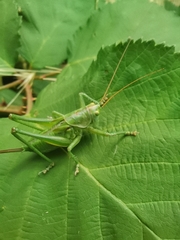 Tettigonia viridissima