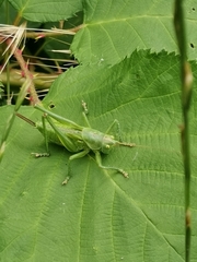 Tettigonia viridissima