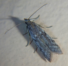 Phycitodes mucidella