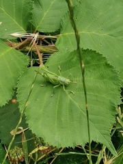 Tettigonia viridissima