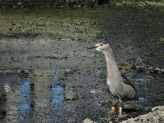 Nycticorax nycticorax