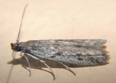 Phycitodes mucidella