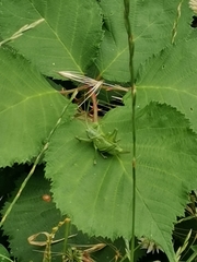 Tettigonia viridissima