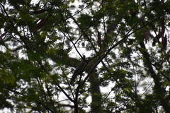 Streptopelia senegalensis