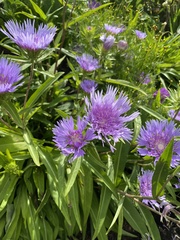 Stokesia
