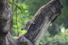 Heliosciurus gambianus