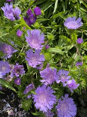 Stokesia
