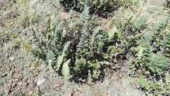 Cheilanthes eckloniana