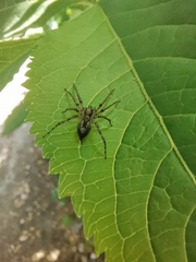 Araneae