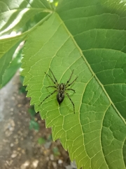 Araneae