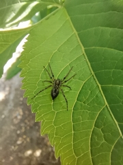 Araneae