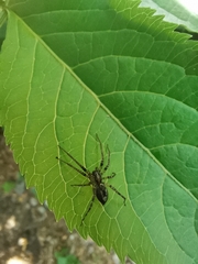 Araneae