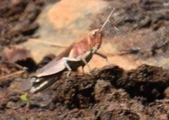 Acrididae